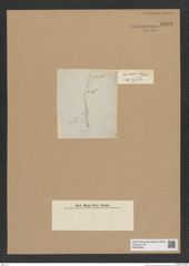 Diatomeae indet. Zeichnungen Sammlung Grunow Nr. 8970 (NHMW-BOT-W0378660)